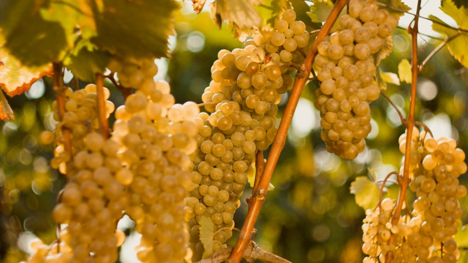 Rtveli Grape Harvest Festival: A Visitor's Guide to Georgia