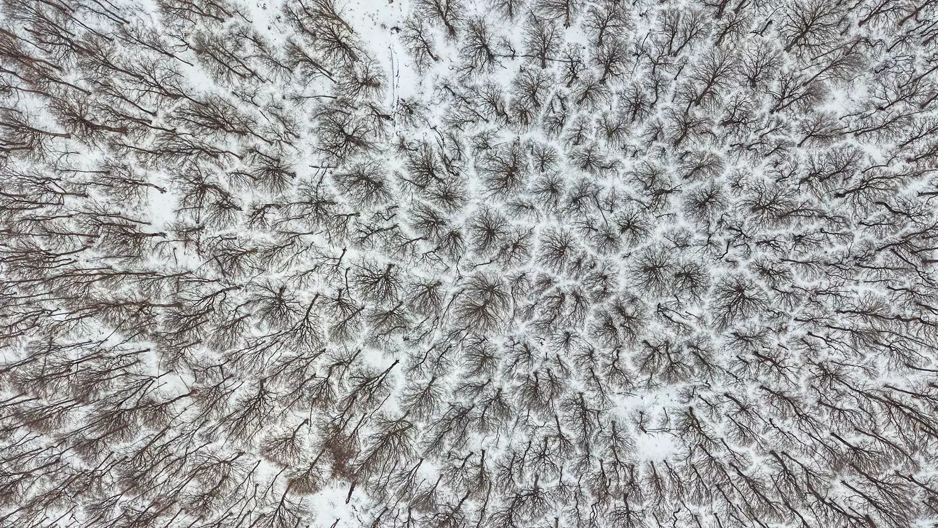 Tskhvarichamia