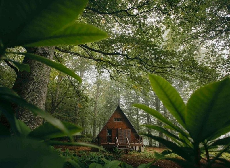 Green Paradise: Mtirala National Park & Batumi Botanical Garden