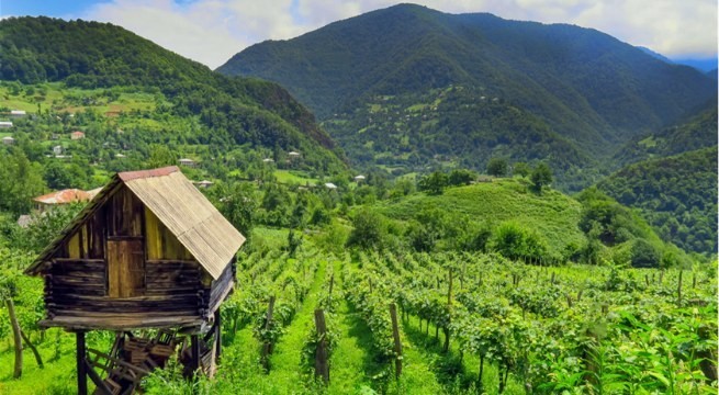 Agricultural Legacy of Georgia